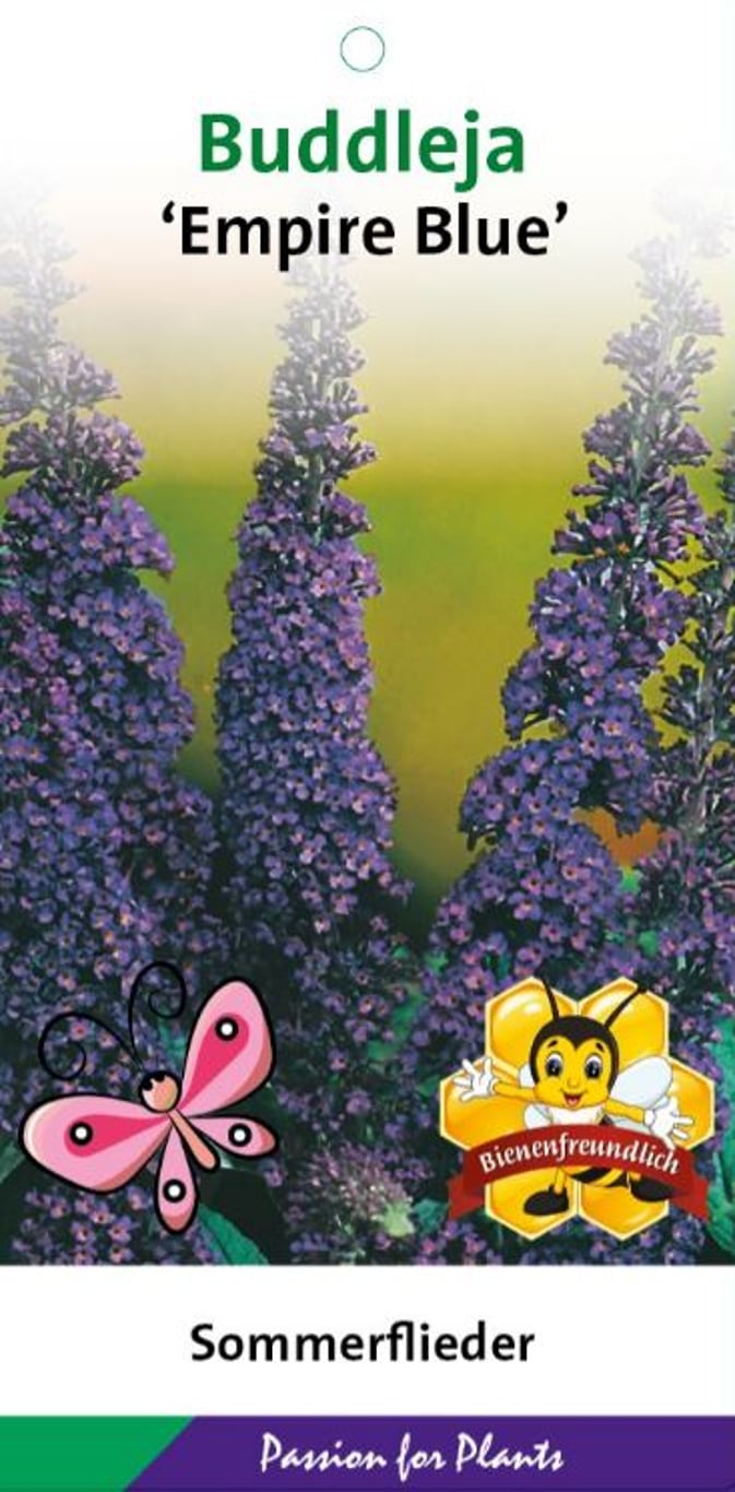 Buddleja d. 'Empire Blue' - C3